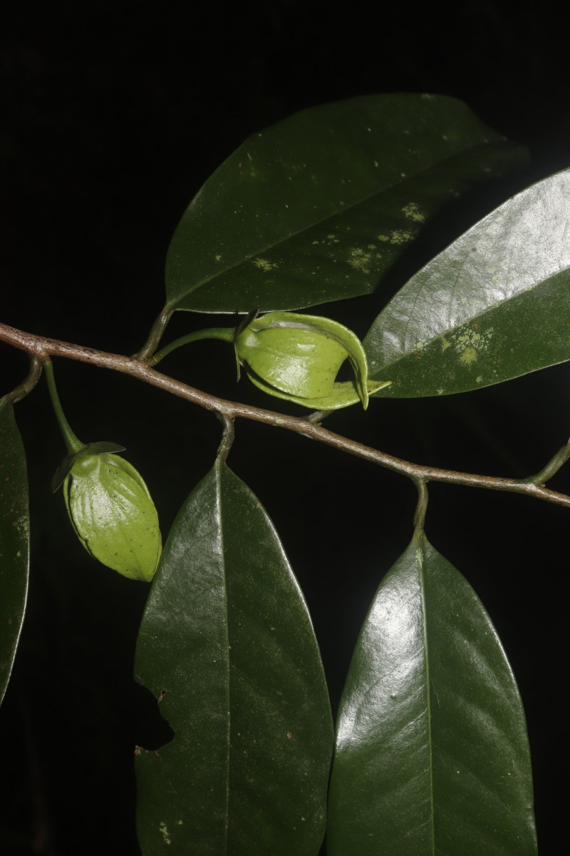 Goniothalamus thwaitesii Hook.f. & Thomson