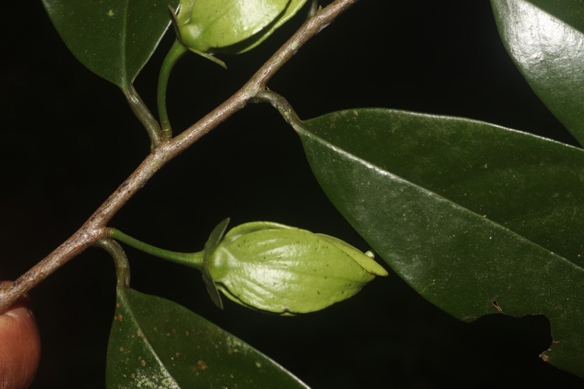 Goniothalamus thwaitesii Hook.f. & Thomson