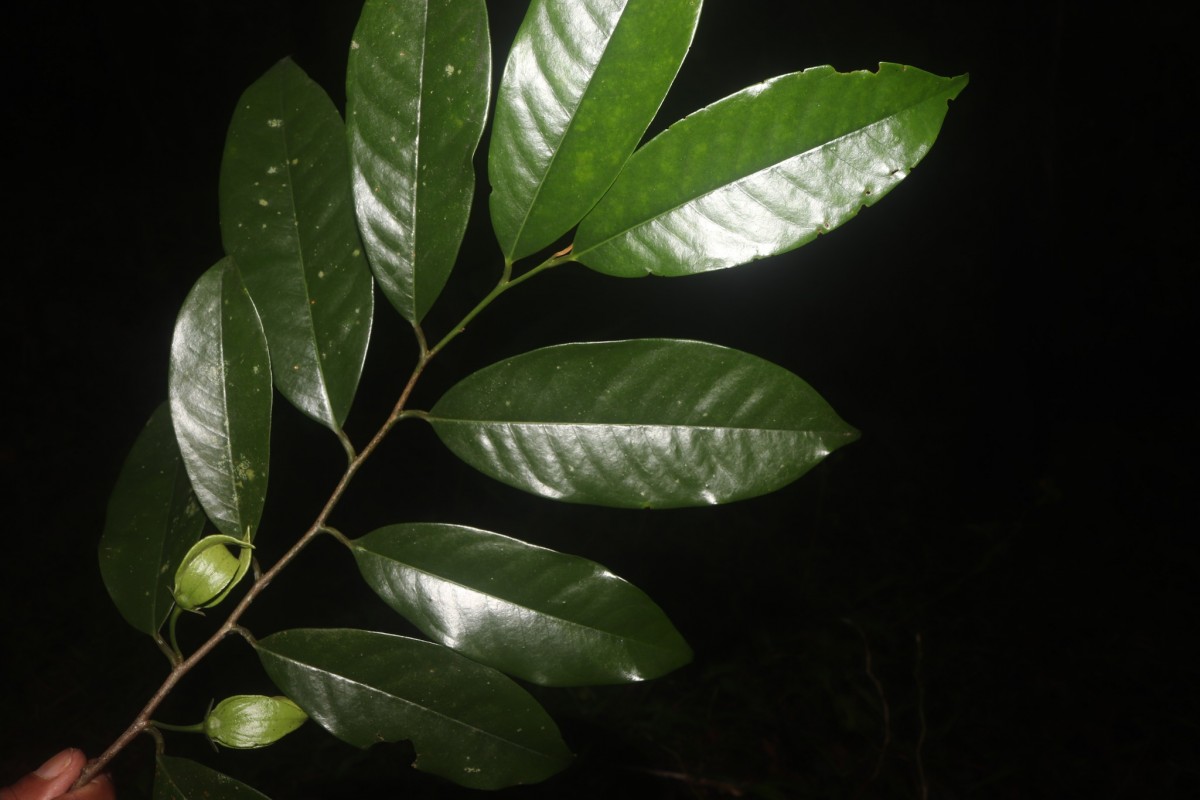 Goniothalamus thwaitesii Hook.f. & Thomson