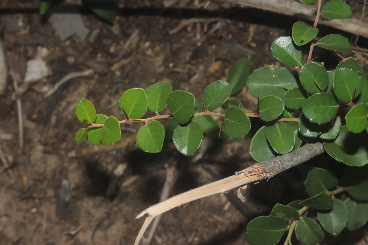 Gymnosporia emarginata (Willd.) Thwaites