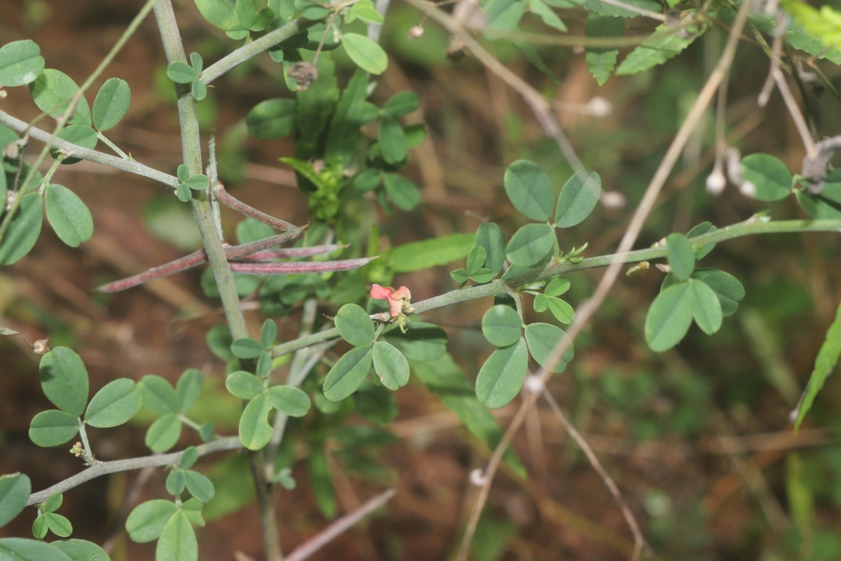 Indigofera trita L.f.