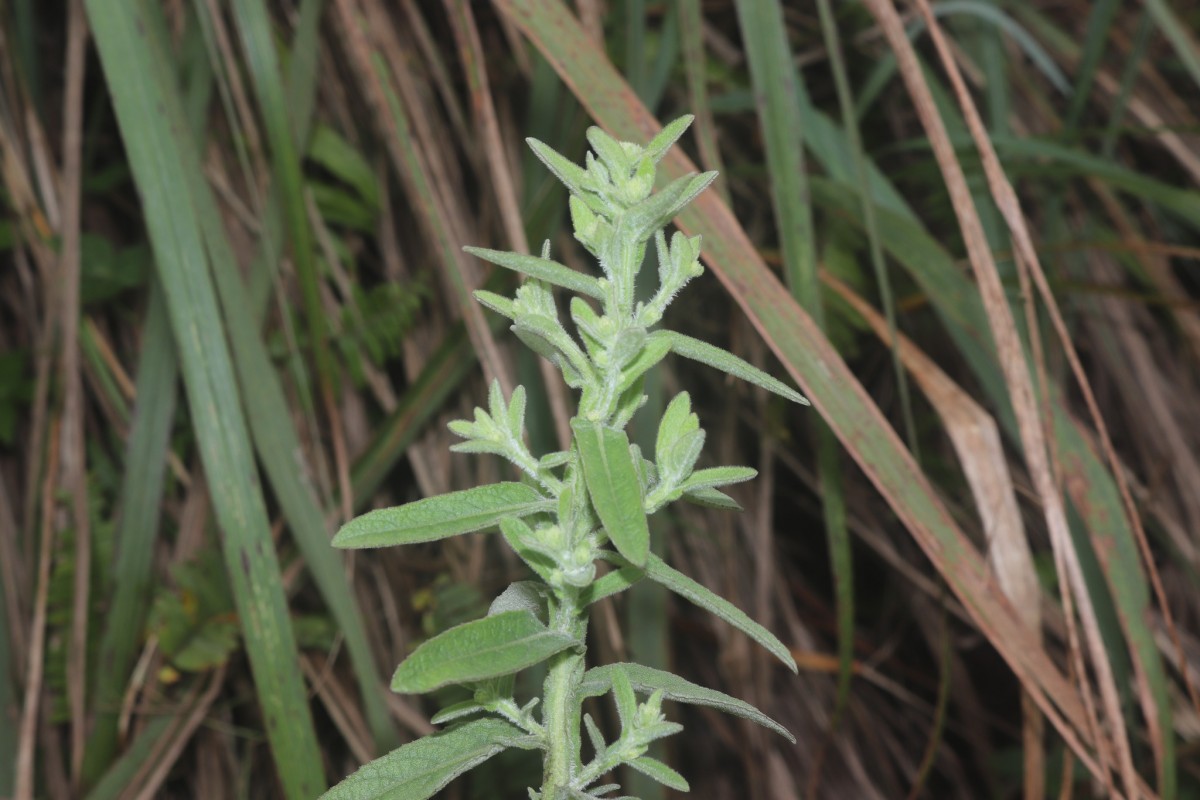 Laggera alata (DC.) Sch.Bip. ex Oliv.