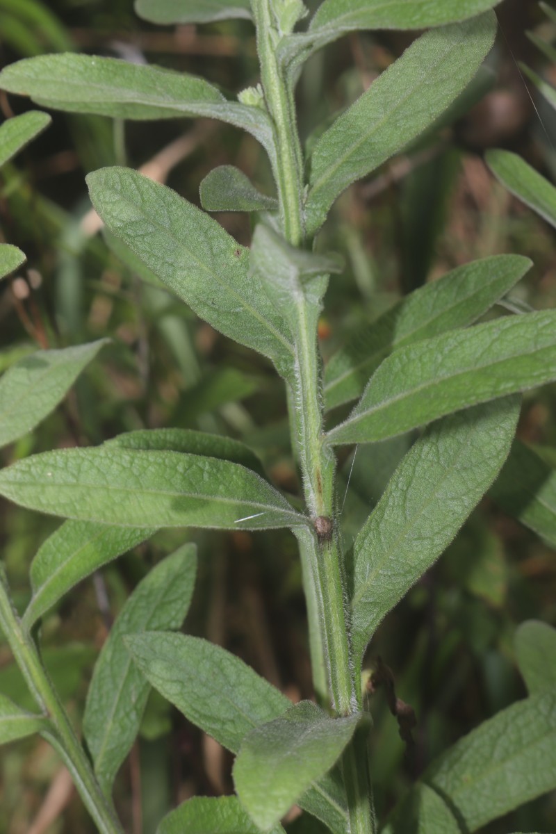 Laggera alata (DC.) Sch.Bip. ex Oliv.