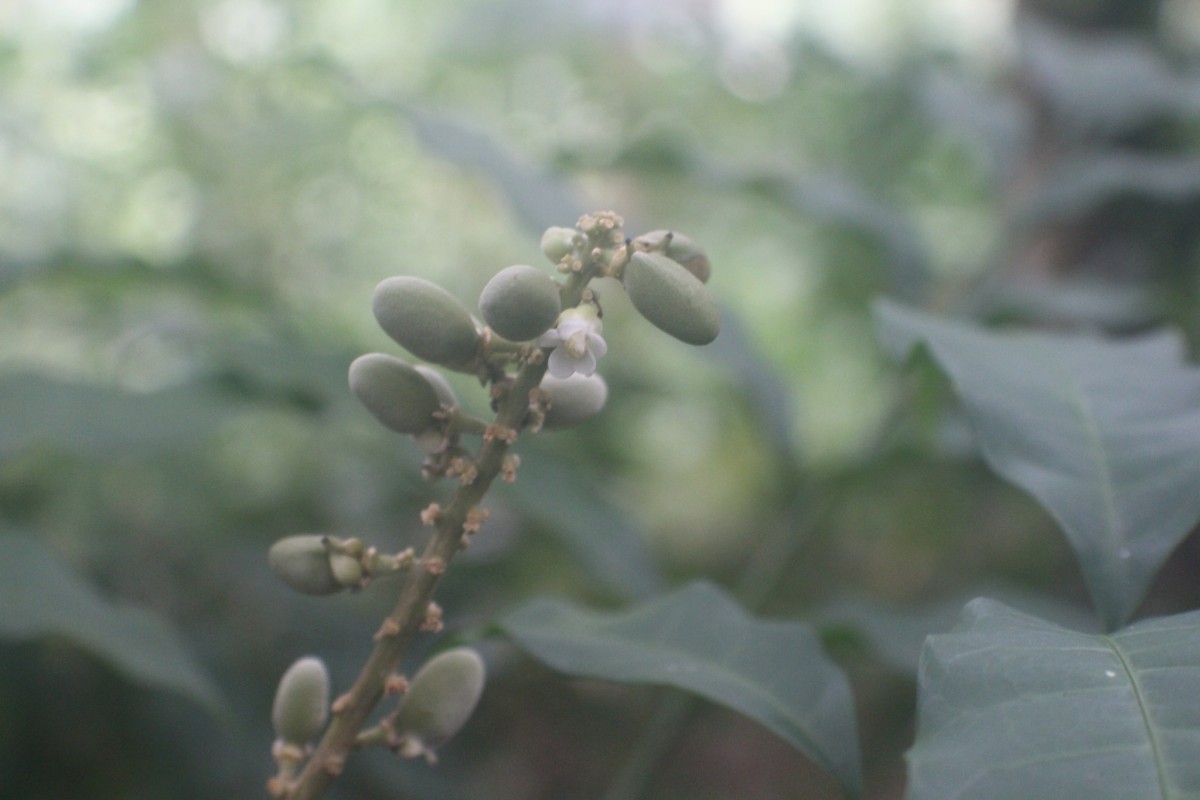 Lepisanthes erecta (Thwaites) Leenh.
