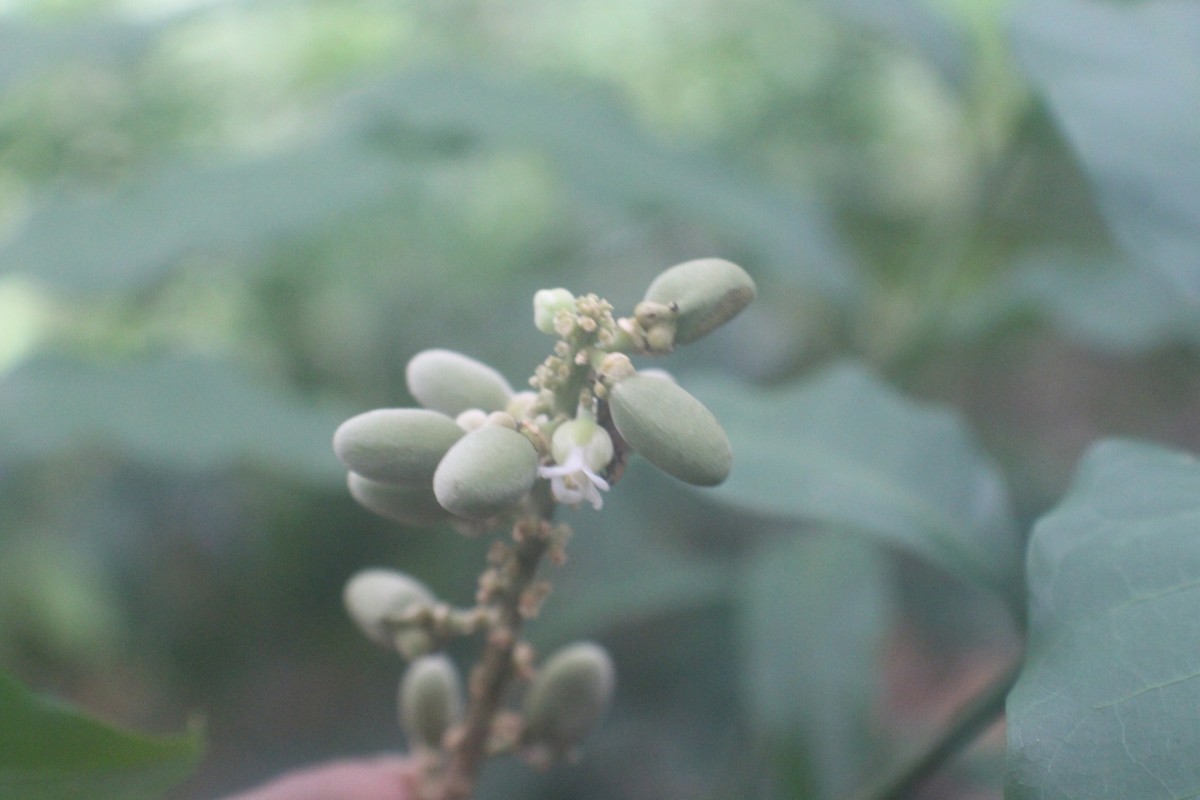 Lepisanthes erecta (Thwaites) Leenh.