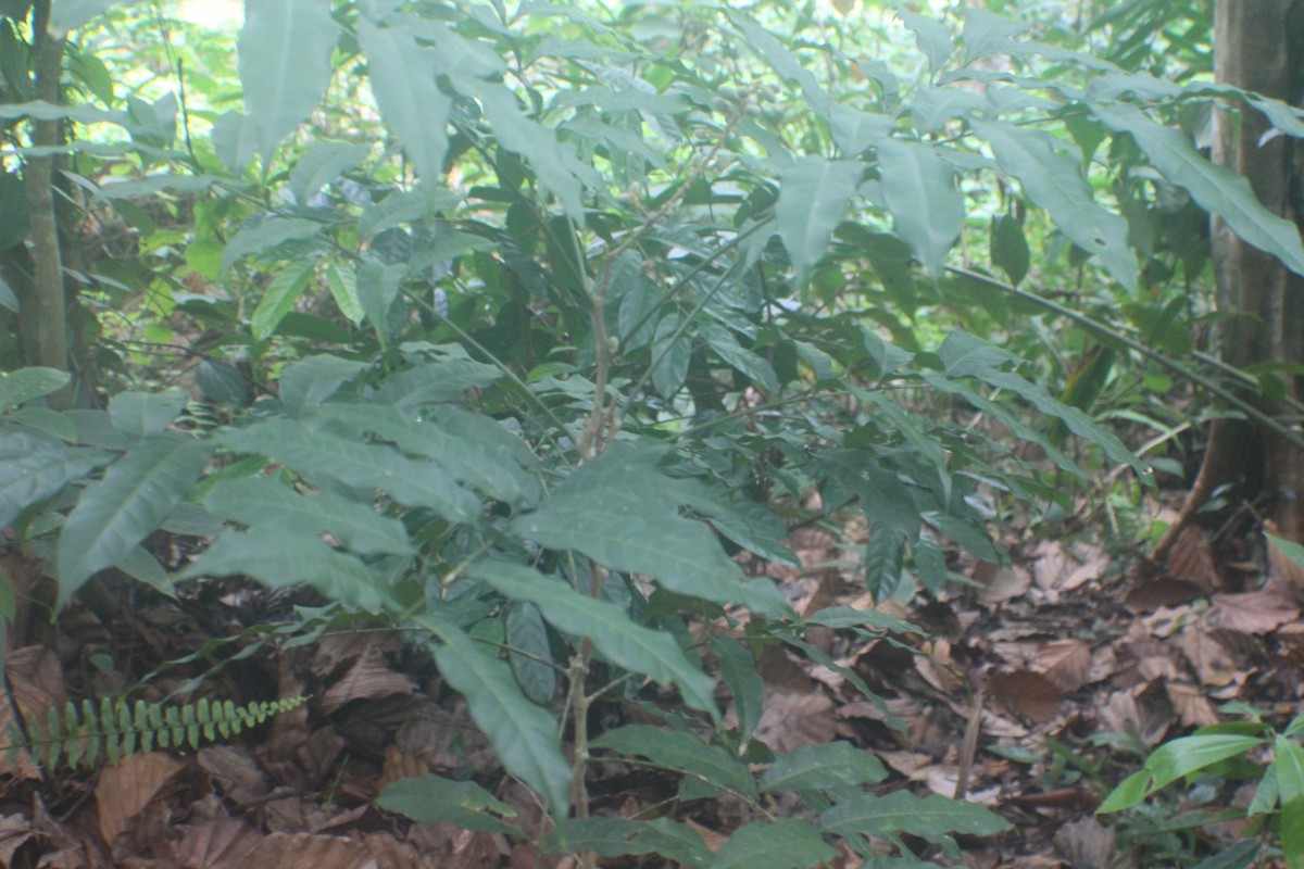 Lepisanthes erecta (Thwaites) Leenh.