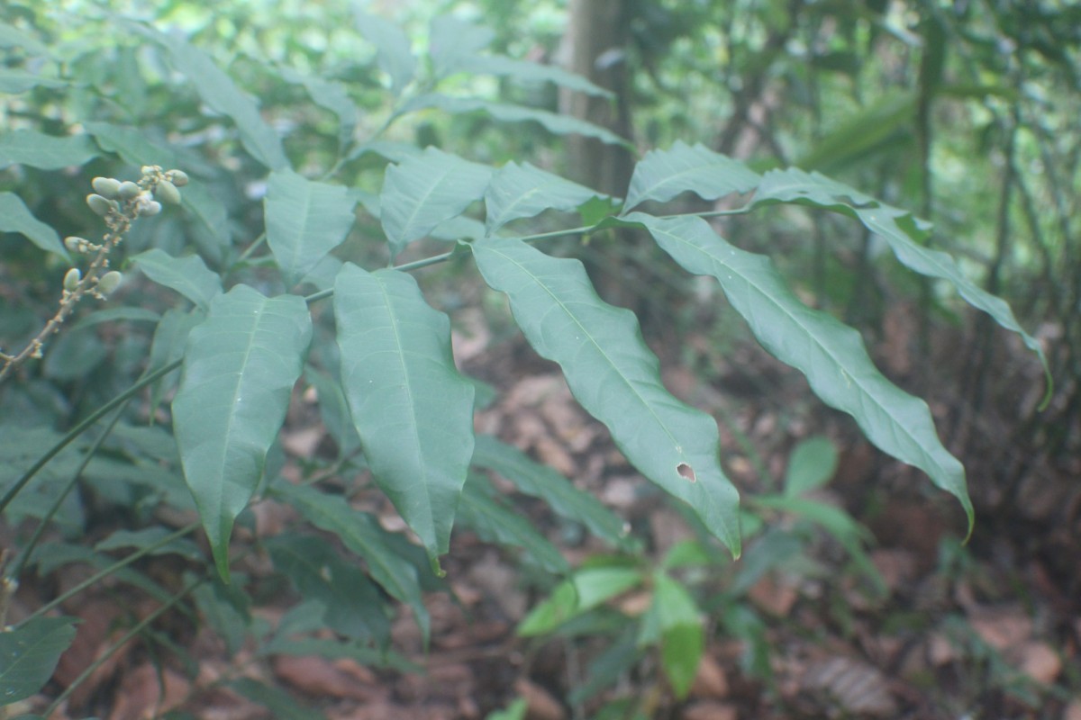 Lepisanthes erecta (Thwaites) Leenh.