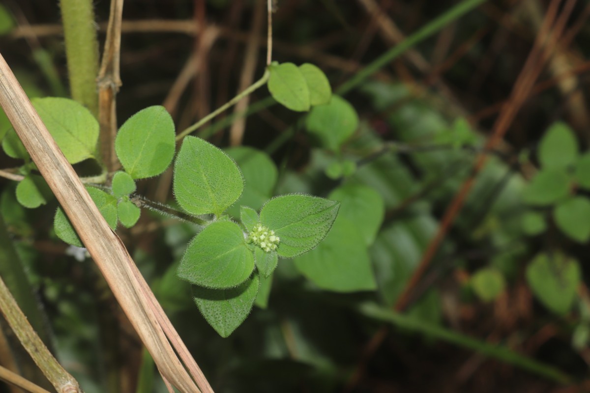 Neanotis monosperma (Wight & Arn.) W.H.Lewis
