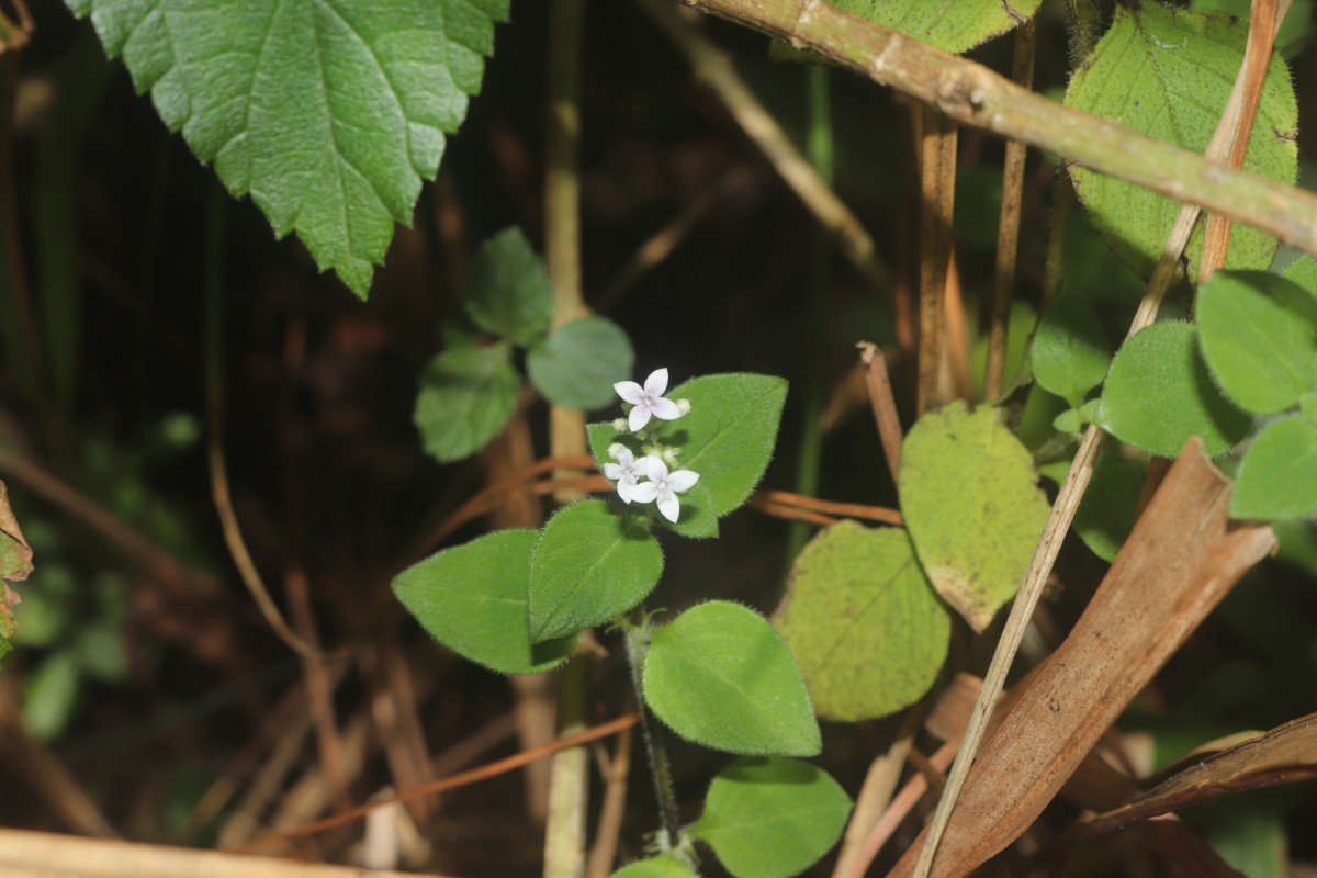 Neanotis monosperma (Wight & Arn.) W.H.Lewis