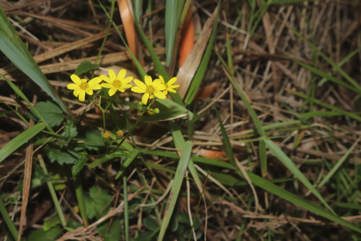 Senecio ludens C.B.Clarke