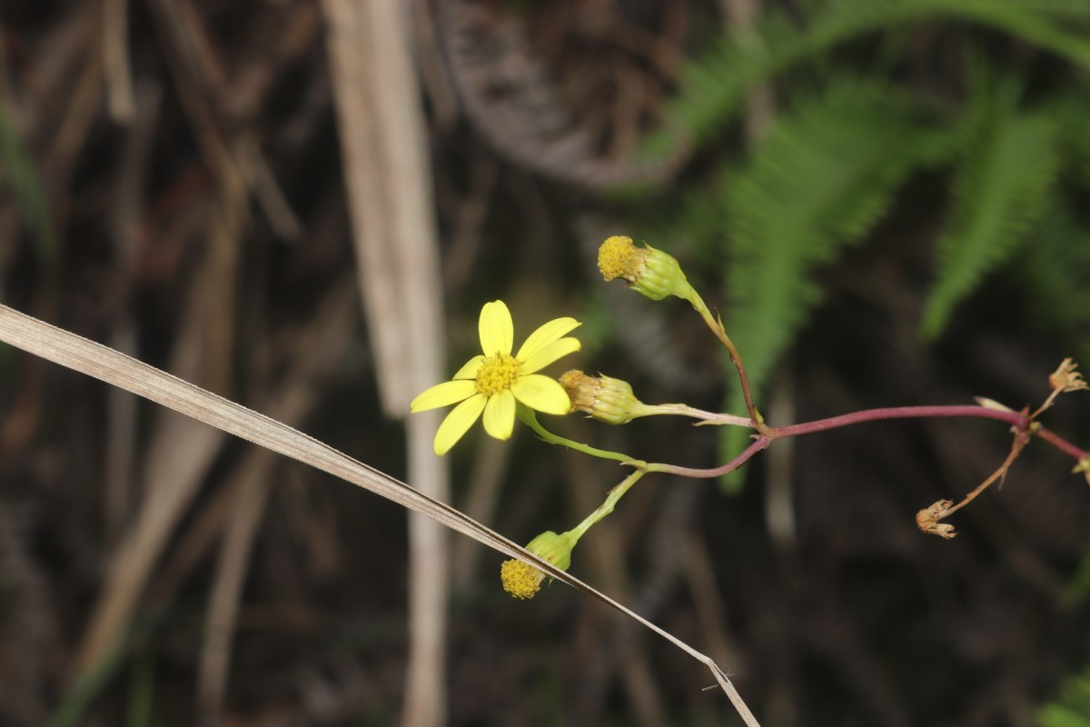 Senecio ludens C.B.Clarke