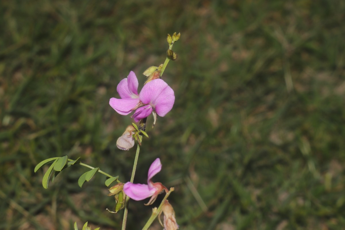 Tephrosia maxima (L.) Pers.