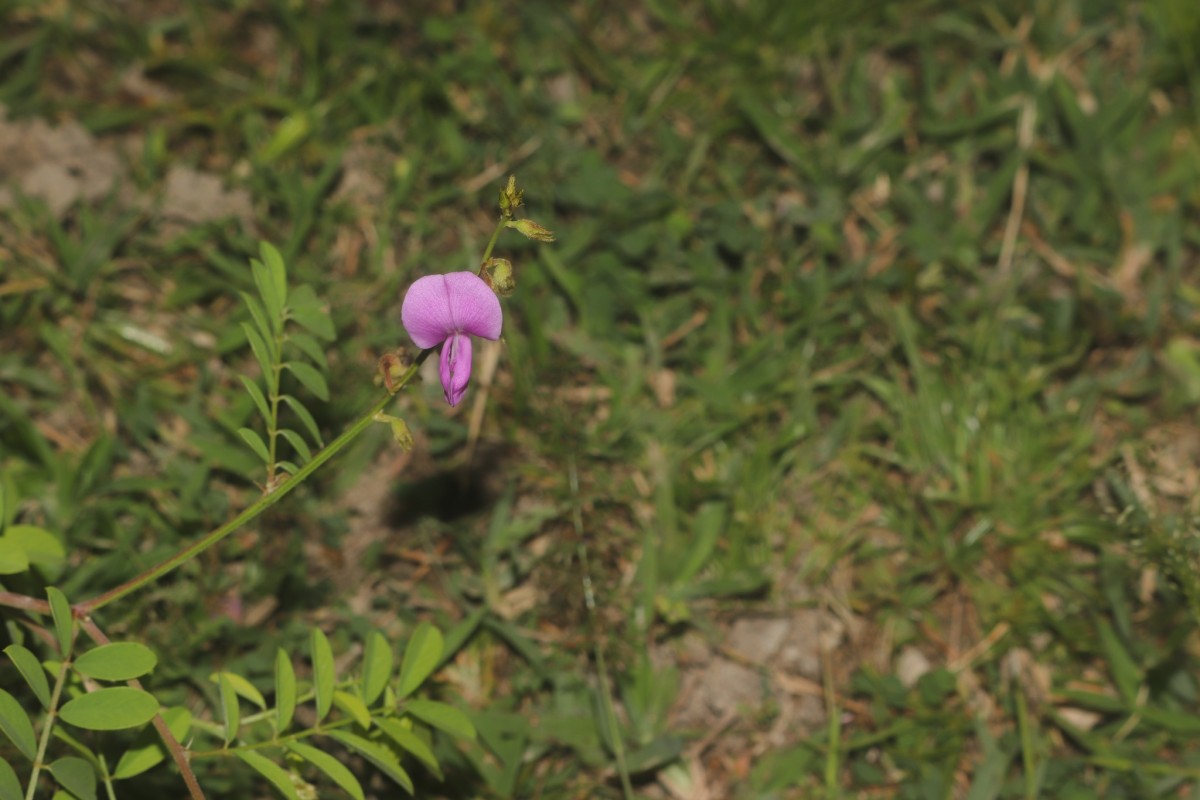 Tephrosia maxima (L.) Pers.