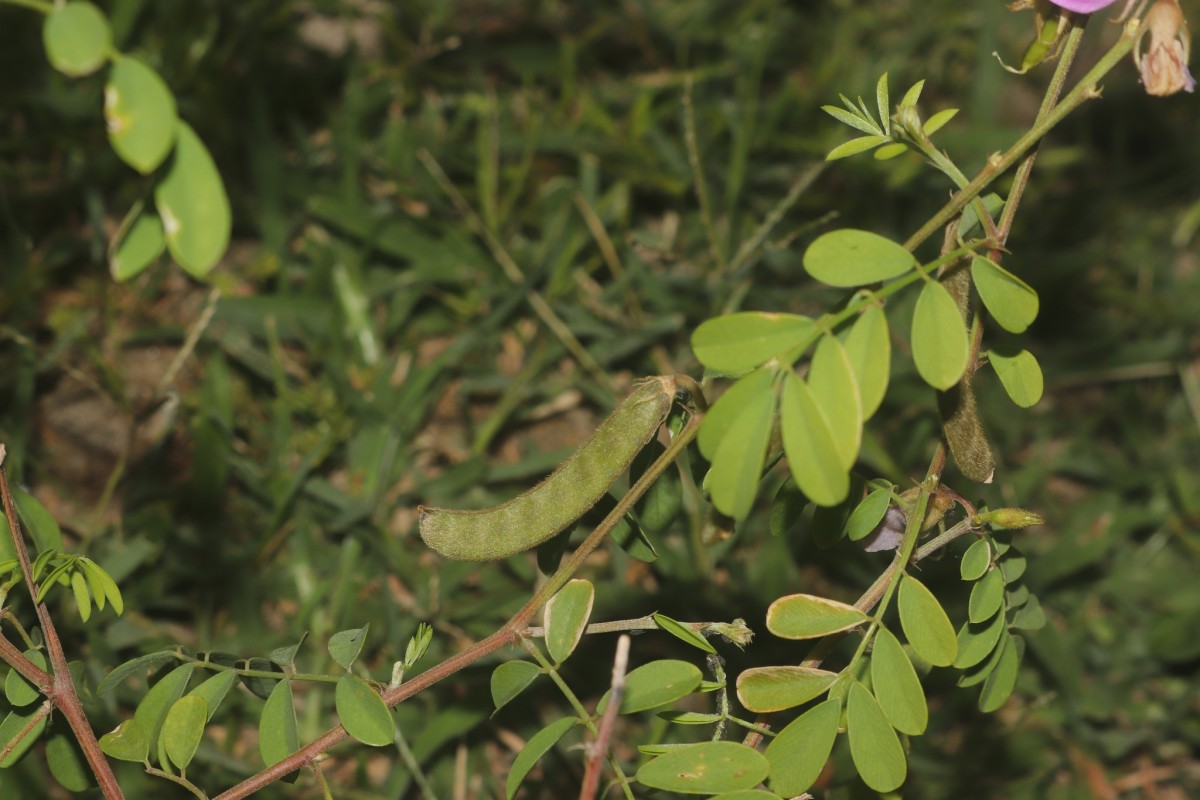 Tephrosia maxima (L.) Pers.