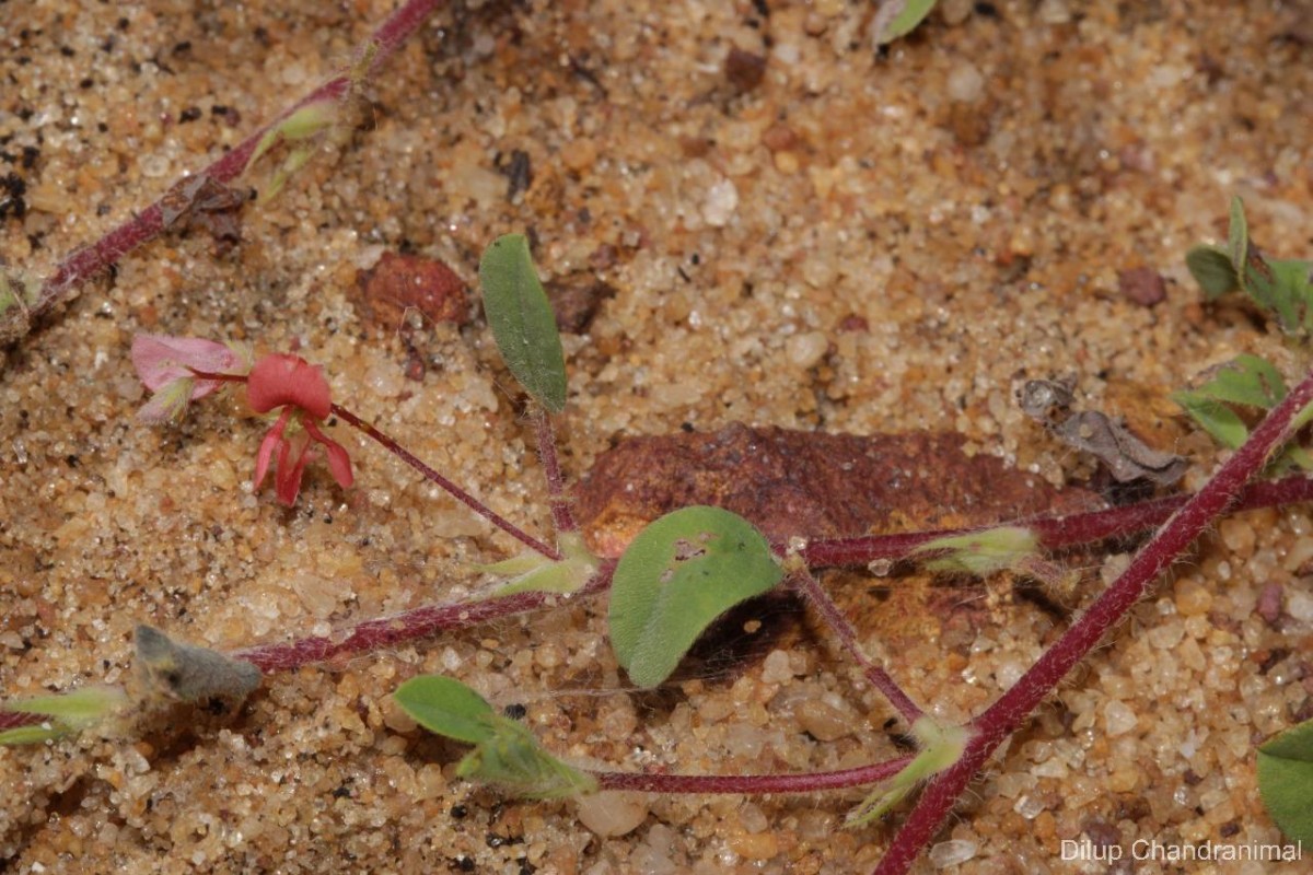 Indigofera glabra L.