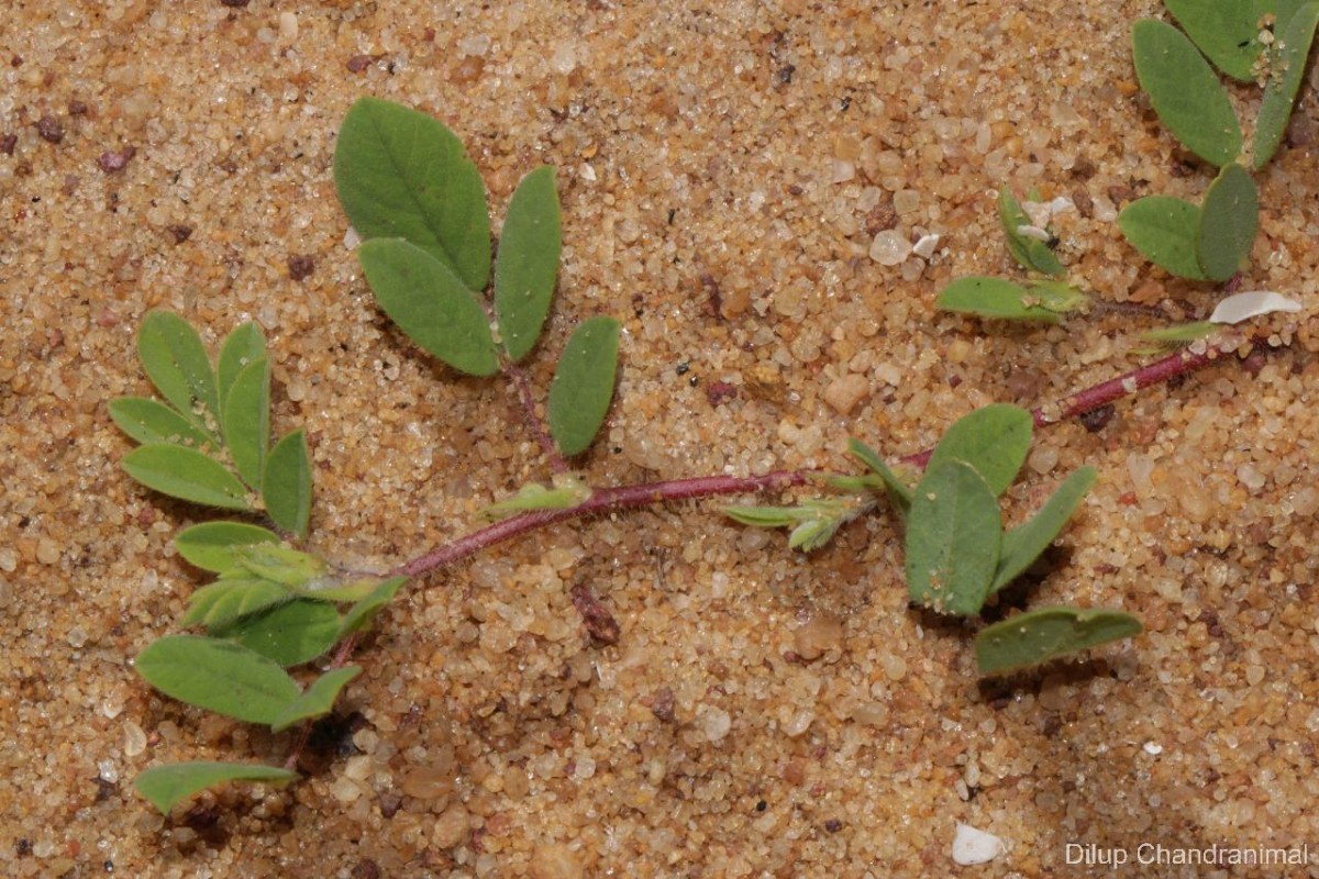 Indigofera glabra L.
