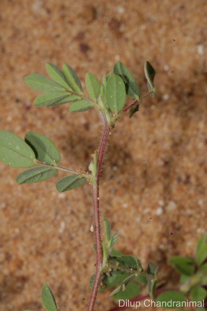 Indigofera glabra L.