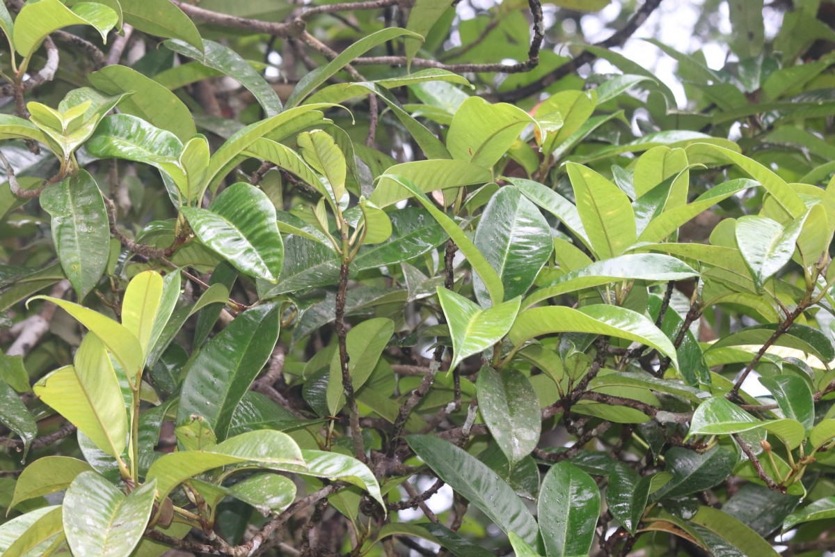 Palaquium cf. canaliculatum 