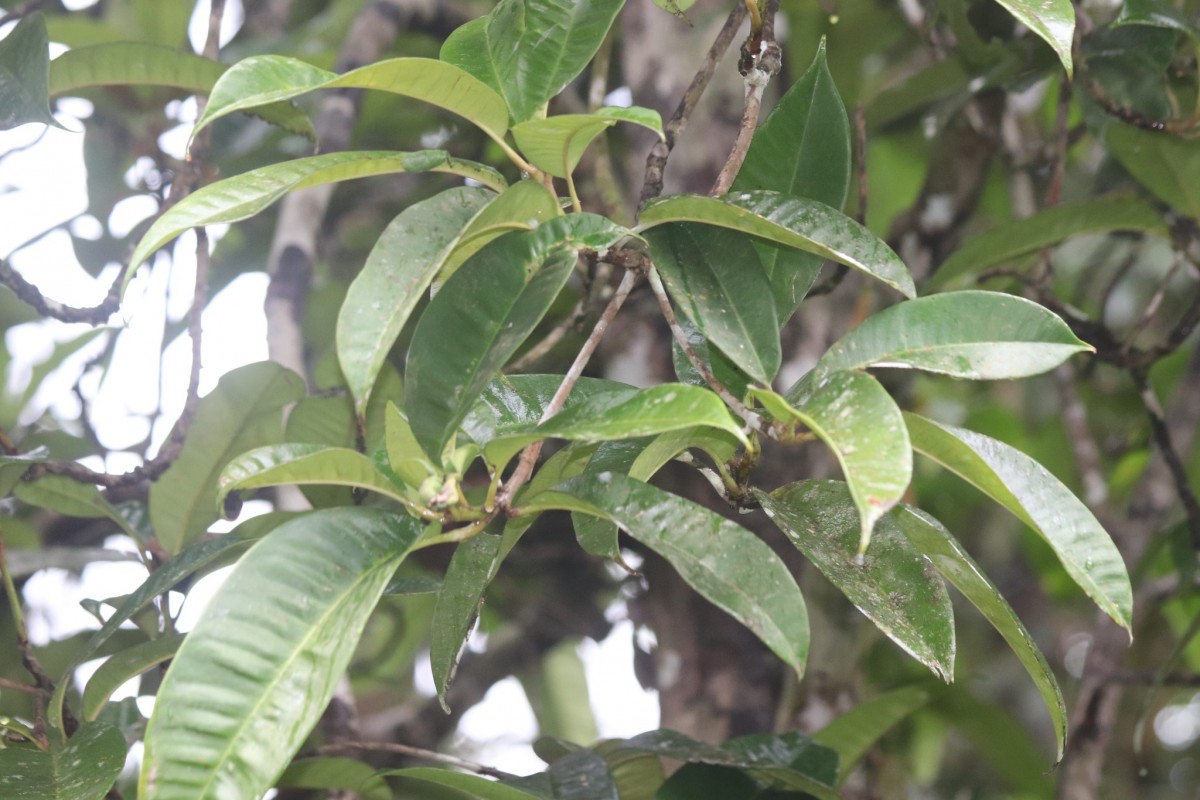 Palaquium cf. canaliculatum 