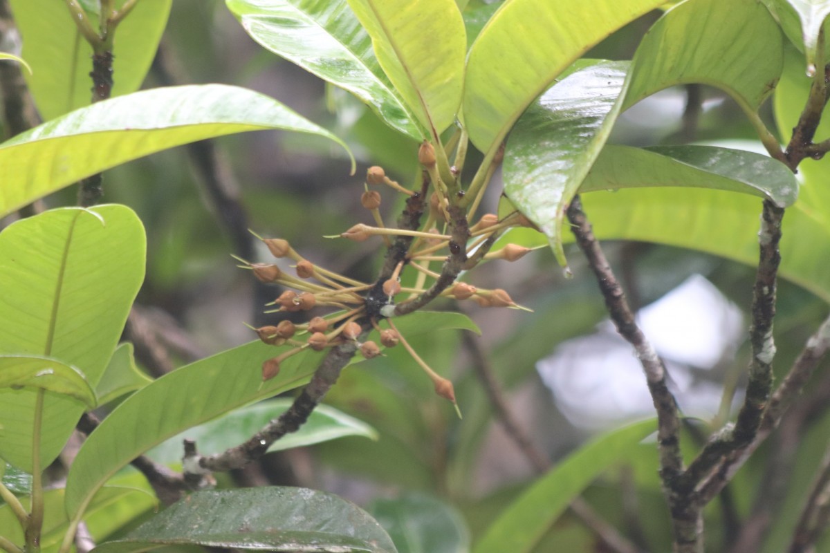 Palaquium cf. canaliculatum 