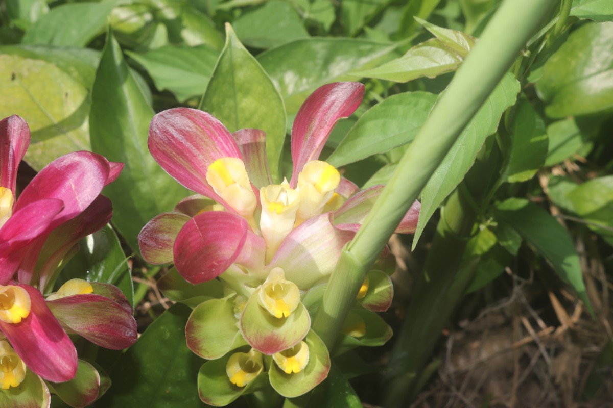 Curcuma zedoaria (Christm.) Roscoe