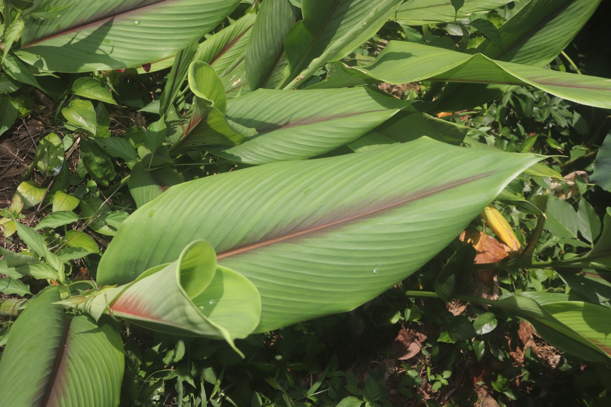 Curcuma zedoaria (Christm.) Roscoe
