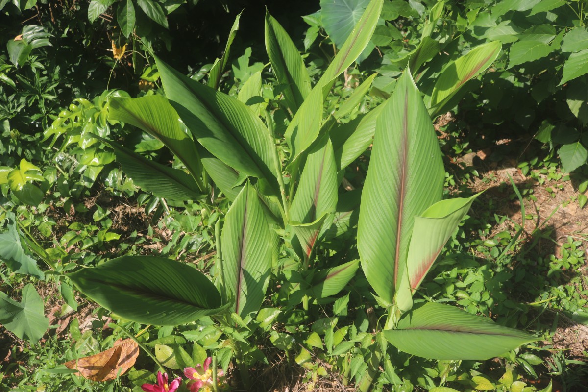 Curcuma zedoaria (Christm.) Roscoe