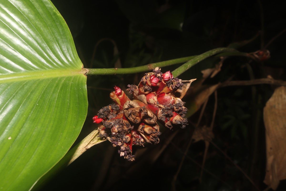 Phrynium pubinerve Blume