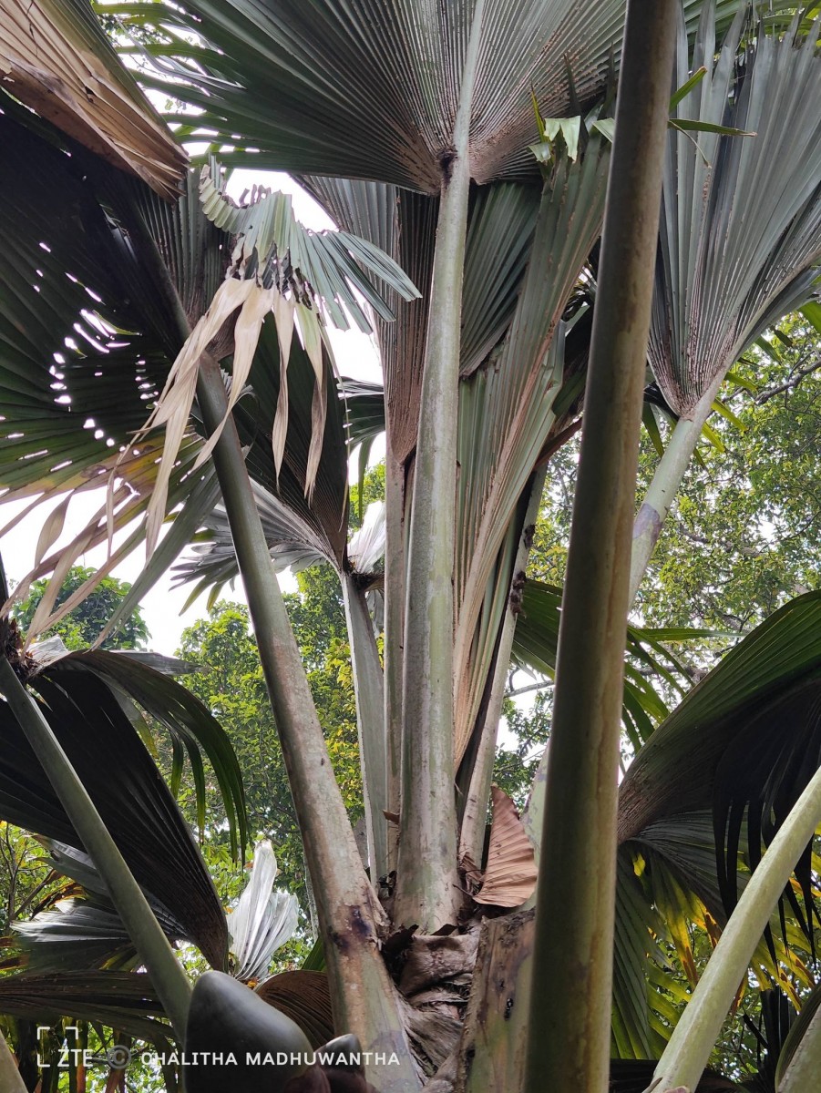 Lodoicea maldivica (J.F.Gmel.) Pers.