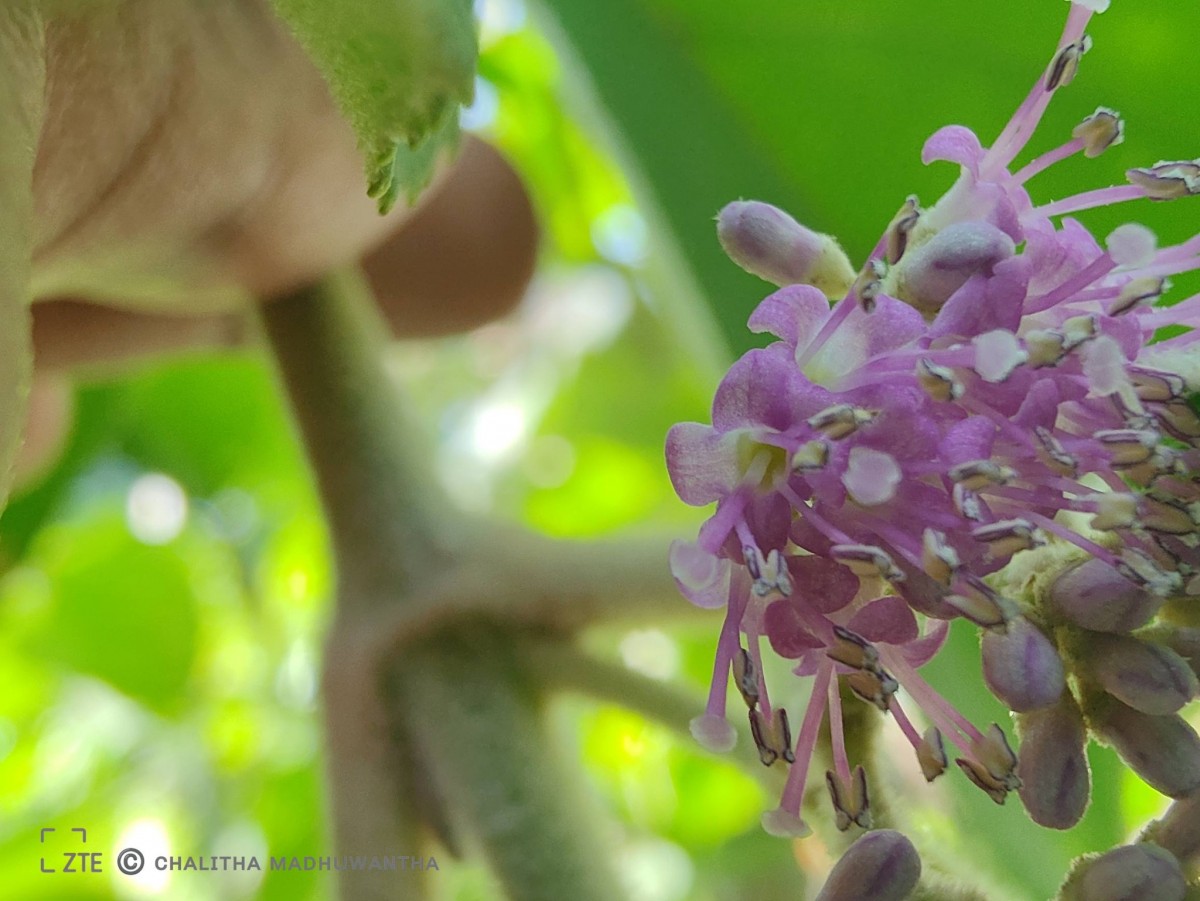 Callicarpa tomentosa (L.) L.