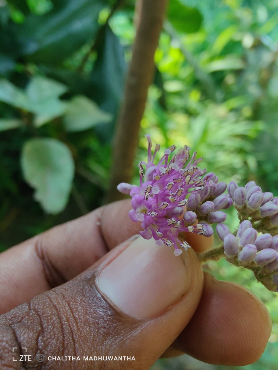 Callicarpa tomentosa (L.) L.