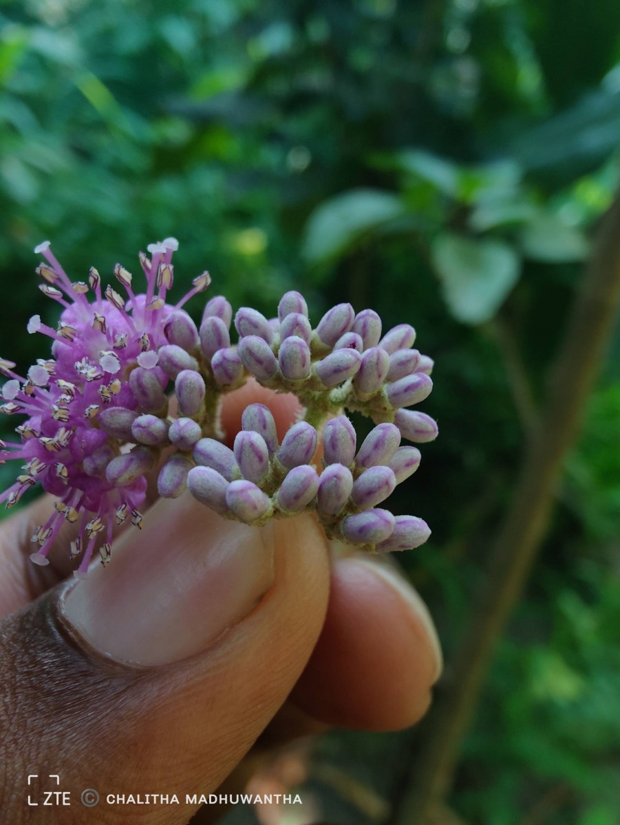 Callicarpa tomentosa (L.) L.