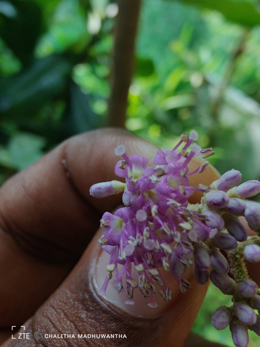 Callicarpa tomentosa (L.) L.