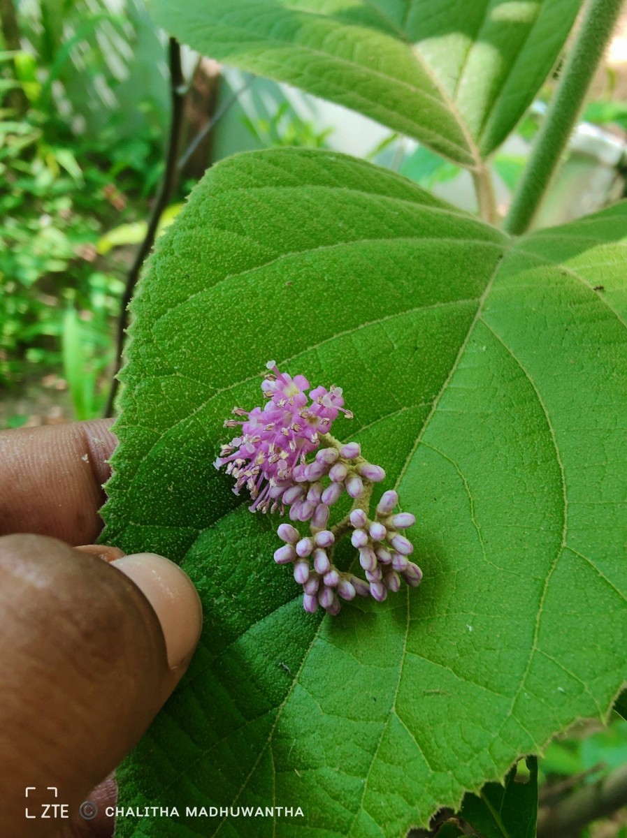 Callicarpa tomentosa (L.) L.