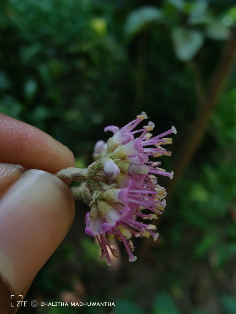 Callicarpa tomentosa (L.) L.
