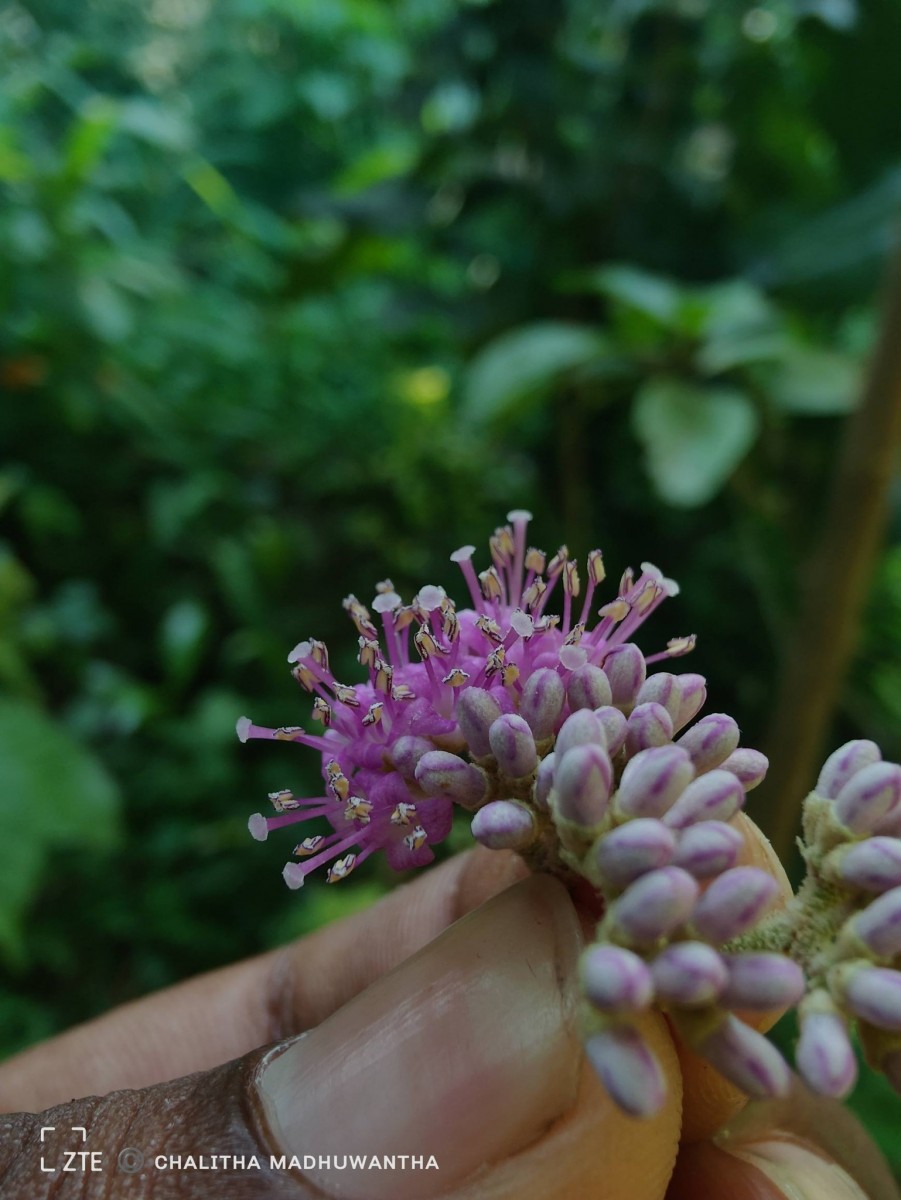 Callicarpa tomentosa (L.) L.