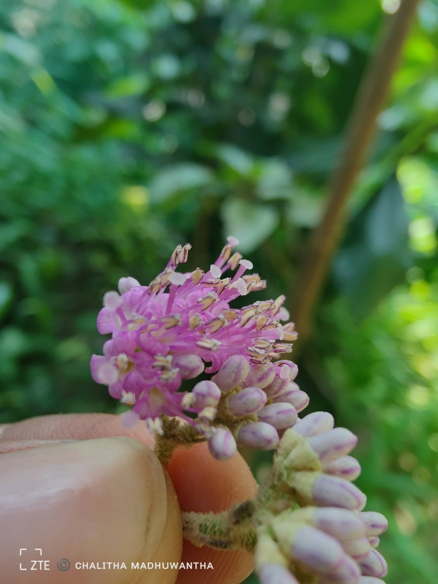 Callicarpa tomentosa (L.) L.