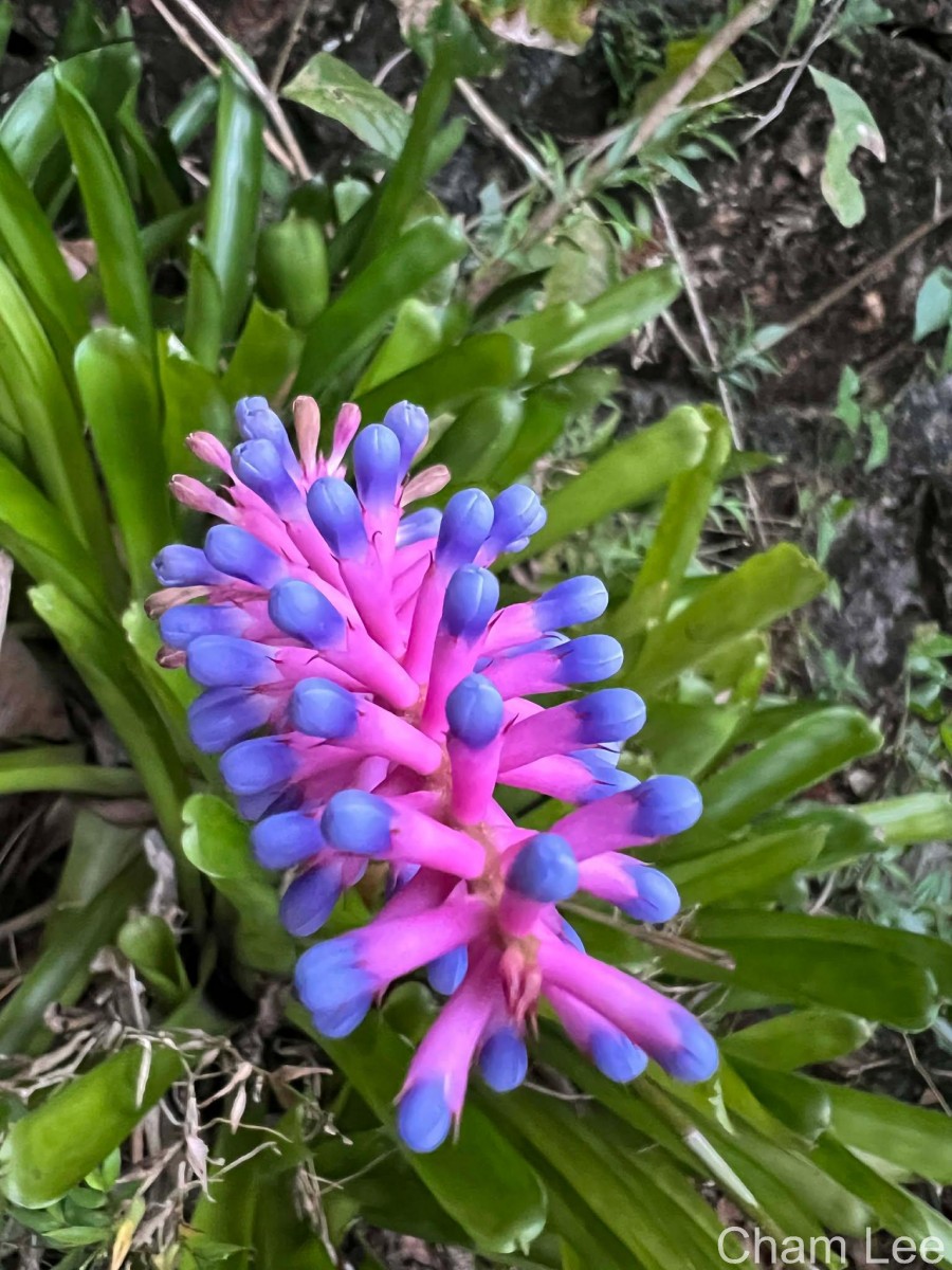 Aechmea gamosepala Wittm.