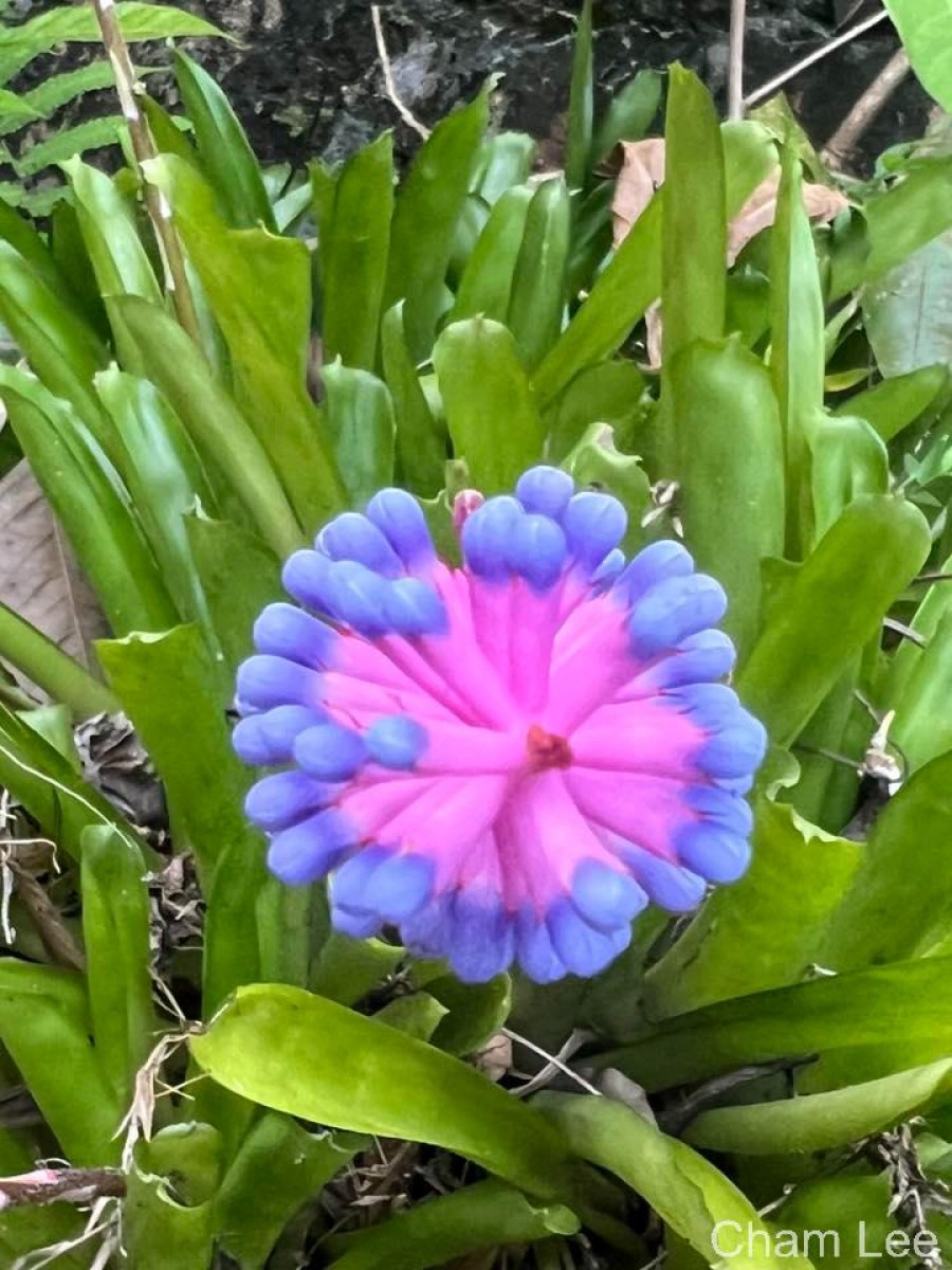 Aechmea gamosepala Wittm.