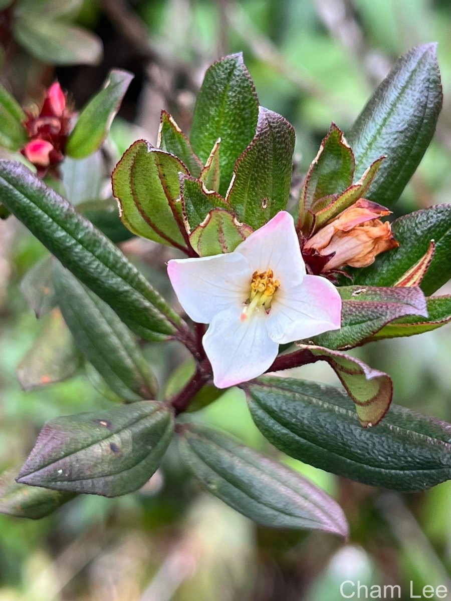 Osbeckia rheedei Gardner ex Thwaites