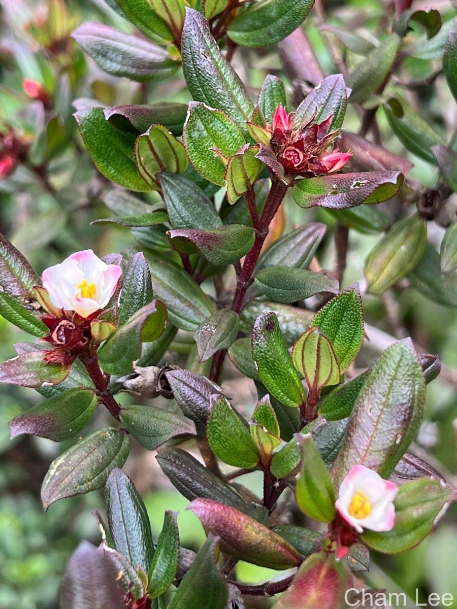 Osbeckia rheedei Gardner ex Thwaites