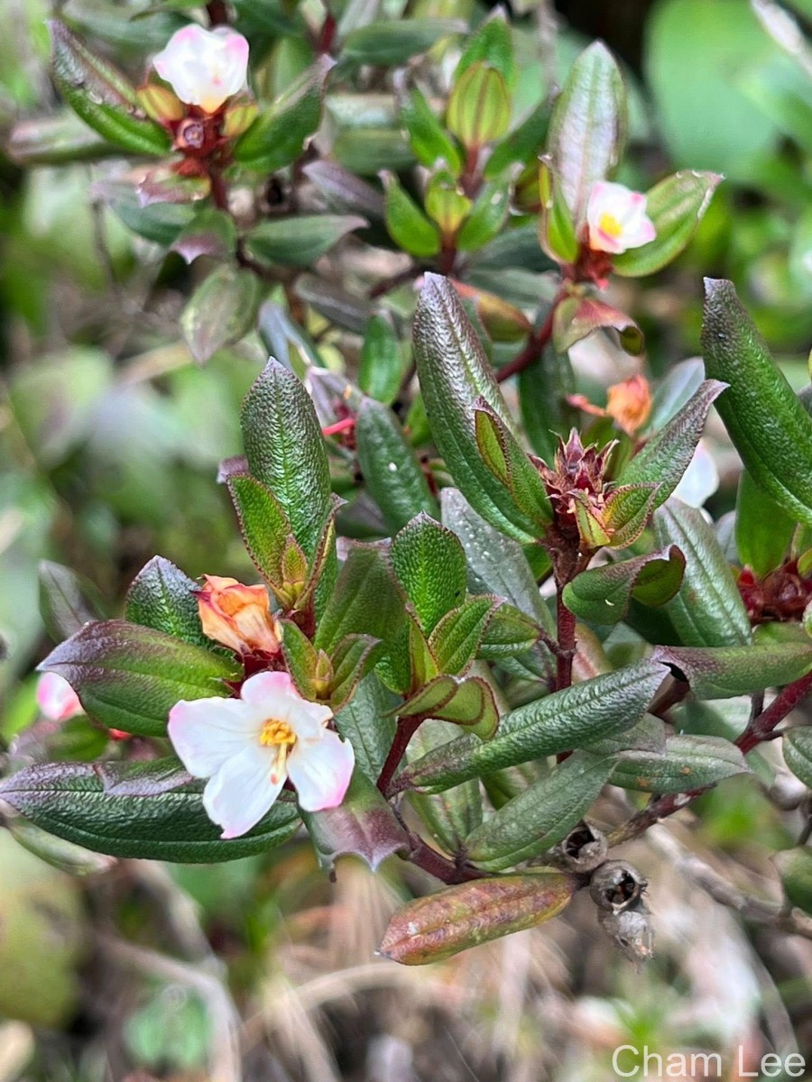 Osbeckia rheedei Gardner ex Thwaites