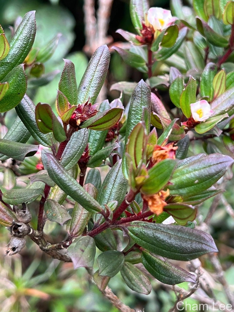 Osbeckia rheedei Gardner ex Thwaites