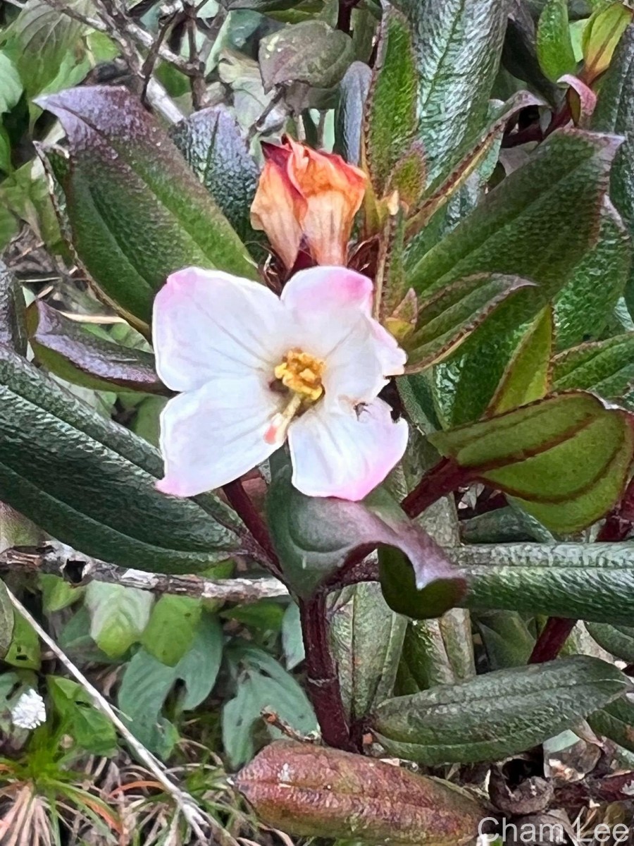 Osbeckia rheedei Gardner ex Thwaites