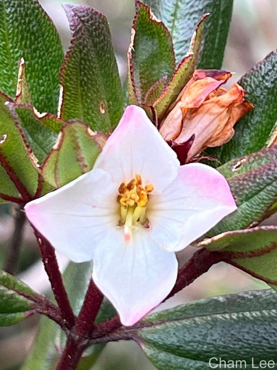 Osbeckia rheedei Gardner ex Thwaites