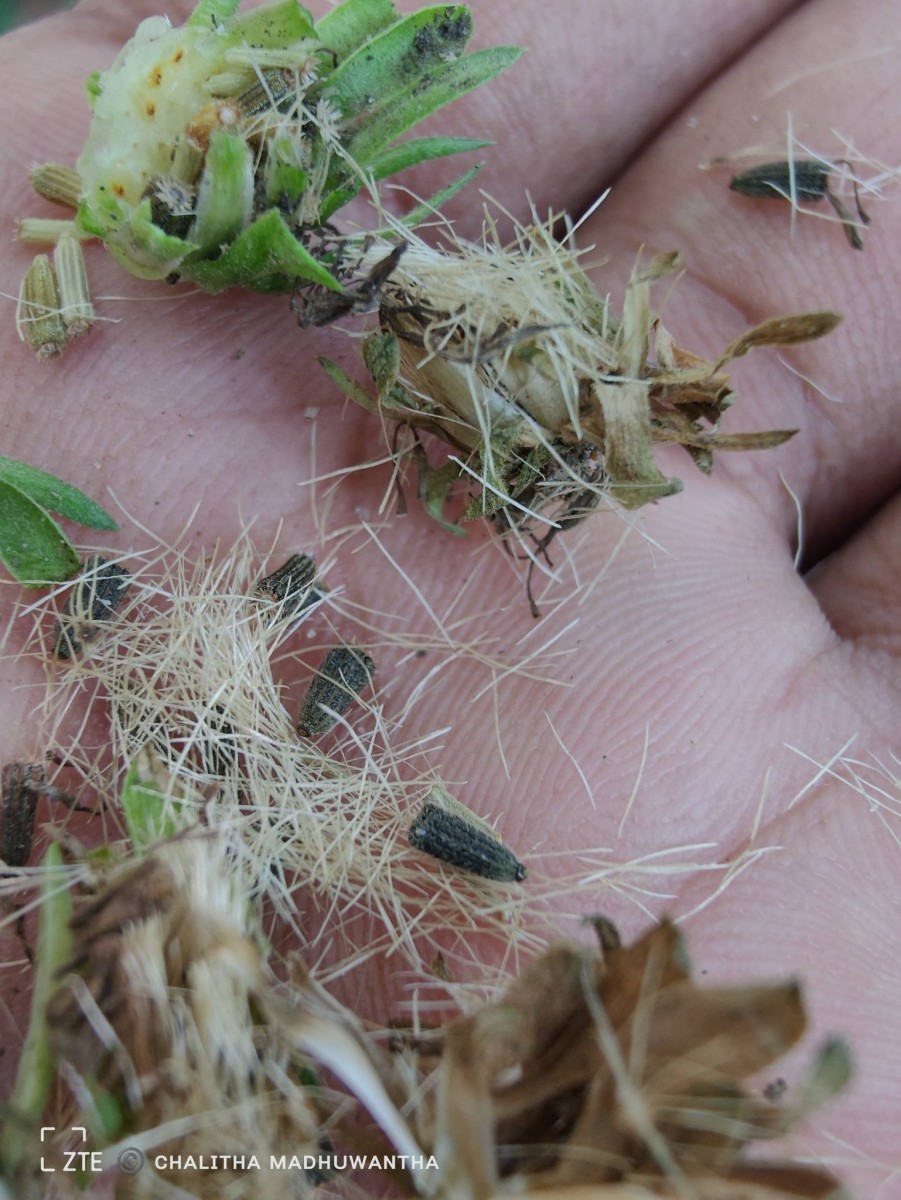 Baccharoides anthelmintica (L.) Moench