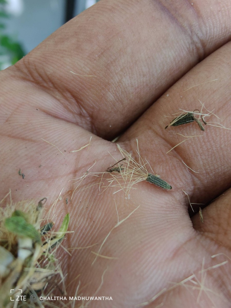 Baccharoides anthelmintica (L.) Moench