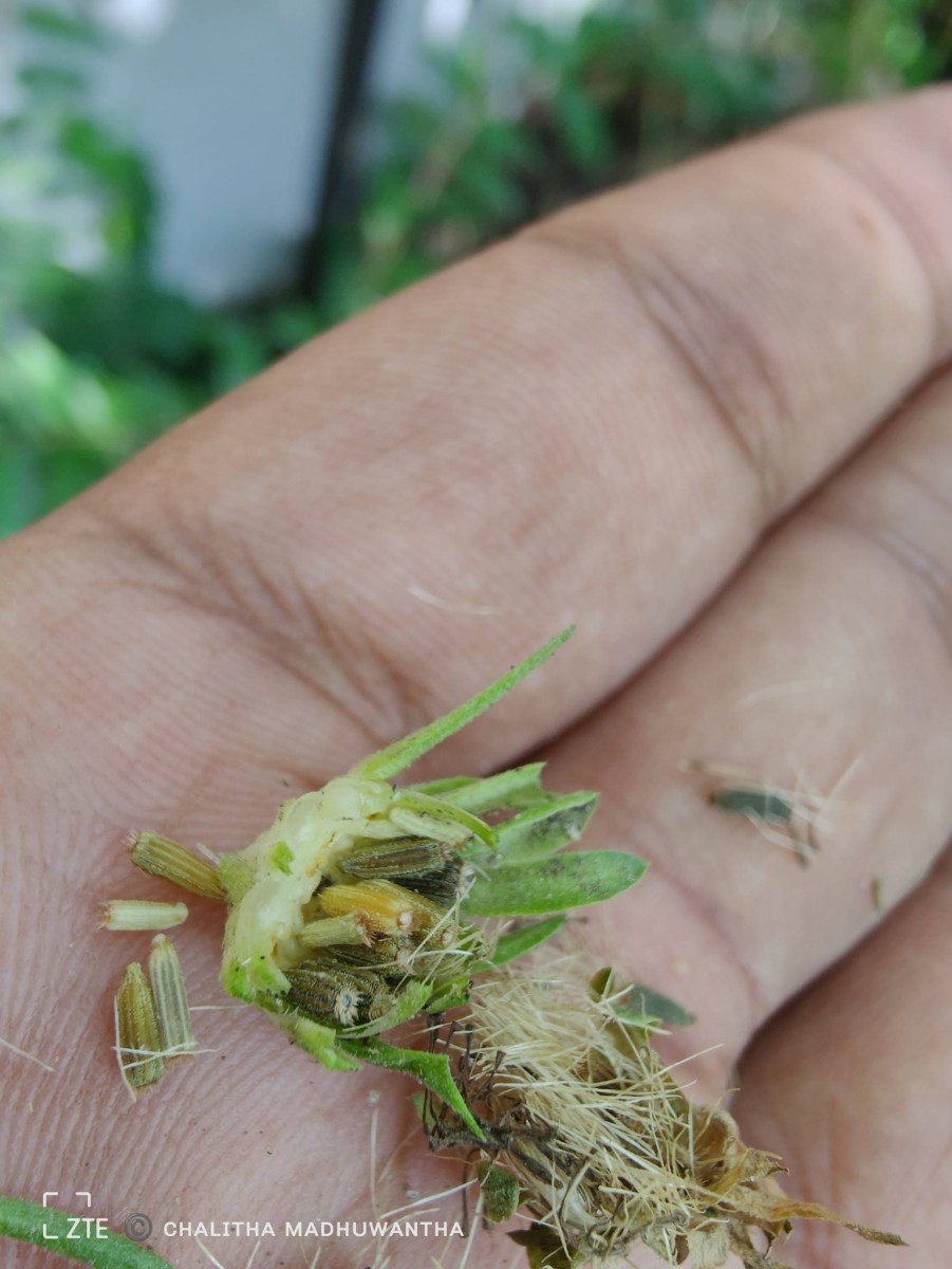 Baccharoides anthelmintica (L.) Moench