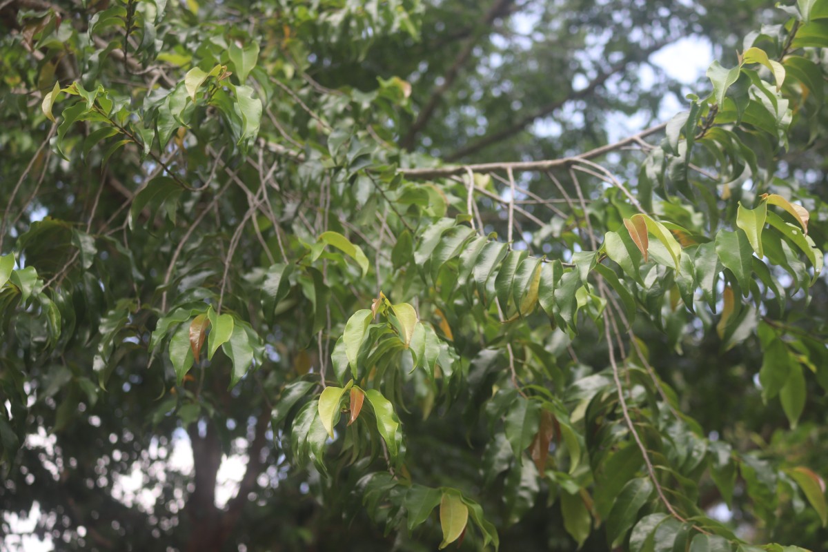 Xylopia nigricans Hook.f. & Thomson