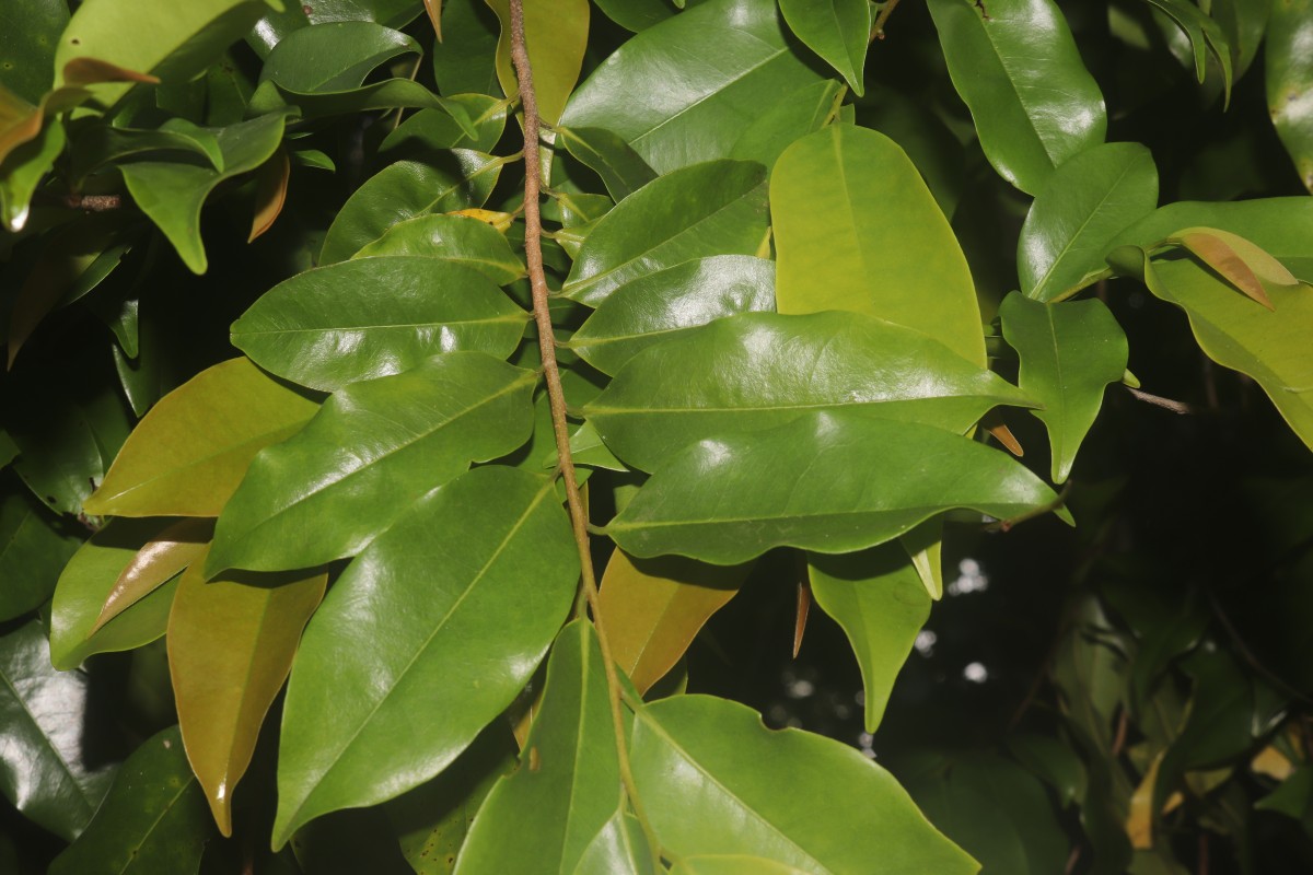 Xylopia nigricans Hook.f. & Thomson